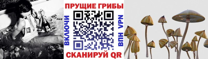 Галлюциногенные грибы Magic Shrooms  МЕГА онион  Торжок 